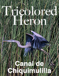 tricolored heron 2017 FLAAR FLAAR Reports heron tricolored Canal de Chiquimulilla Monterrico water birds PRINT