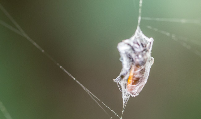 wasp captures Guatemala FLAAR garden spider web photography