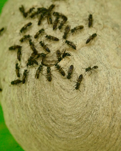 wasp-nest-trail-to-Dos-Pilas-Arroyo-Petexbatun-Sayaxche-Peten-Guatemala